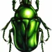332585_282741941826657_704205201_o-jpg.webp